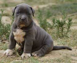 We will have your new xl xxl blue nose pitbull pitbull puppy transported safely and in great health to your home. American Pitbull Puppies Price In India Pet S Gallery