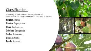 Image result for Moraceae