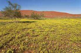 Image result for Tribulus zeyheri