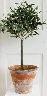 Potted Olive Tree Potted Olive Tree Potted Trees Plants