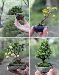 Mini Bonzai Plants Miniature Trees Juniper Bonsai