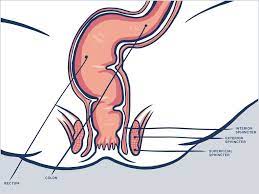 Diagram of anal sex