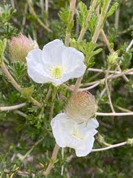 Image result for Alinula paradoxa