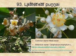 We are providing all flowers name in tamil to english & hindi. 99 à®šà®™ à®• à®‡à®²à®• à®• à®¯ à®®à®²à®° à®•à®³ Ideas Flower Names Flowers Botanist