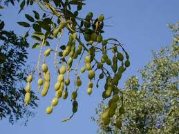 Image result for Styphnolobium