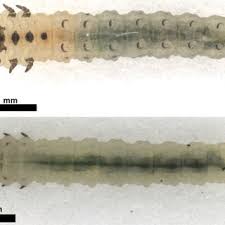 Image result for Crotalaria prolongata