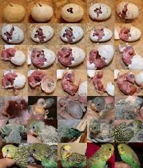 Development Of A Budgie From Hatching To Adulthood This Entire Process Takes Only 40 Days Budgies Bird Budgies Baby Parakeets