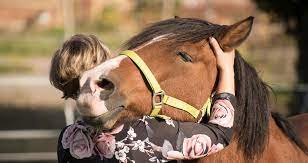 8 Clear Signs A Horse Likes Trusts You Horsey Hooves