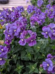 Image result for Nemesia
