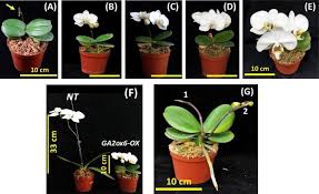 Each one will yield one bloom. Phalaenopsis Orchid Miniaturization By Overexpression Of Osga2ox6 A Rice Ga2 Oxidase Gene Botanical Studies Full Text