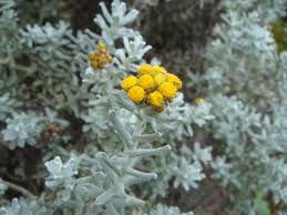 Image result for Helichrysum lineare