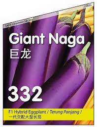 Vegetable, corn on the cob, sweet corn, corn kernel, seed, husk, fruit, leckat corporation sdn bhd transparent background png clipart. Leckat Seeds Variety Of Crop Eggplant Giant Naga 332 Facebook