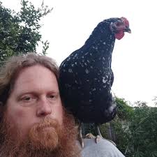Growing your own chickens for eggs is not easy. Yard chickens eat worms and  roaches