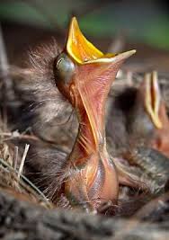 Animal Of The Day The Christian Science Monitor Csmonitor Com Hayvanlar Kus Yuvasi Kus
