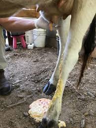 Abscess U Krs Lechenie U Korov Istoriya Bolezni
