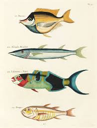 Free Public Domain Www Rawpixel Com Colourful And Surreal Illustrations Of Fishes Found In Moluccas Indonesia Fish Painting Fish Illustration Fish Artwork