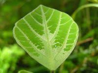 Image result for Hylodesmum repandum