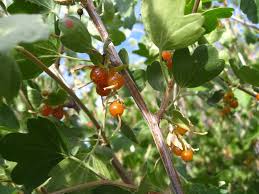 Wybierz z szerokiej gamy podobnych scen. Colorado Permaculture Plant List Arid Cold Climate Hardy Plant List Berry Plants Pollinator Garden