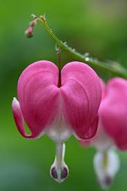 Bleeding hearts are plants that are fascinating to look at. Pin On Plants Flowers