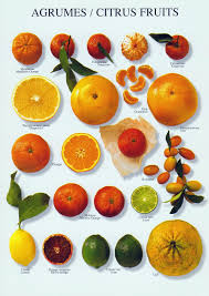 Agrumes Citrus Fruits L Art Du Fruit Gastronomie Francaise Agrumes