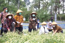 Seperti sudah diketahui sebelumnya bahwa indonesia merupakan negara dengan iklim tropis yang memiliki beragam tumbuhan. Pemerintah Dukung Pengembangan Obat Herbal Di Masa Pandemi Covid 19 Kementerian Koordinator Bidang Pembangunan Manusia Dan Kebudayaan