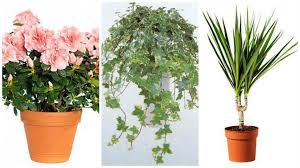 Ce sursa de lumina trebuie oferite plantelor. Mai PuÈ›in Nesupunere Lua Flori Camera Ghiveci Elianaclub Ro