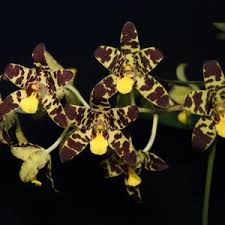 Image result for Ansellia africana