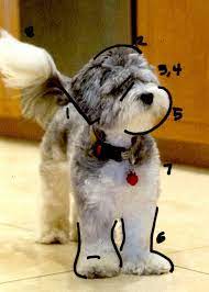 Maybe you would like to learn more about one of these? How To Groom A Labradoodle Puppy Cut Arxiusarquitectura