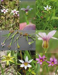 Image result for Sisyrinchium micranthum