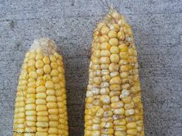 Check spelling or type a new query. Stink Bugs Damaging My Corn Breaking Ground