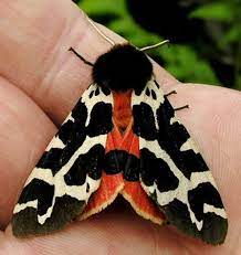 Garden Tiger Moth Arctia Iskusstvo Iz Nasekomyh Strekozy Krylya Babochki