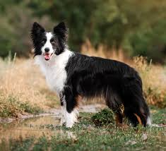 We have puppies for sale! Border Collie Puppies Animal Kingdom Puppies N Love