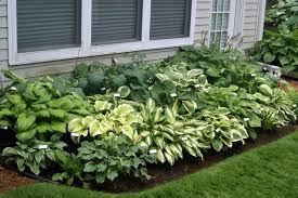 Hostas Northern Facing Flower Bed With Strong Morning Sun Afternoon Shade From House Shade Garden Front Garden Design Outdoor Gardens