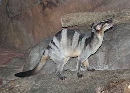 Fossa fossana the malagasy civet is an interesting mammal that is actually more related to the fossa than the palm civets of mainland af. Banded Palm Civet Wikiwand