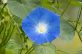 Image result for Ipomoea tricolor