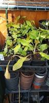 Image result for Nesaea sarcophylla