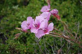 Onagraceae Clarkia Rubicunda Farewell To Spring Cpt Spring Flowers Cpt