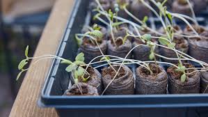 How to plant zucchini seeds indoors. How To Prevent Leggy Vegetable Seedlings