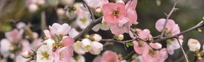 Image result for Chaenomeles