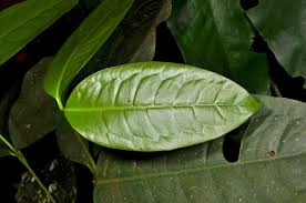 Image result for Gnetaceae