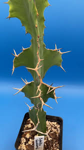 Image result for Euphorbia unicornis