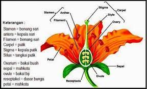 Nih Bagian Bagian Bunga Dan Fungsinya Materi Tertulis