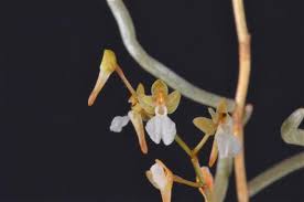 Image result for Microcoelia koehleri