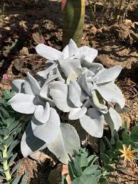 Image result for Senecio greenwayi