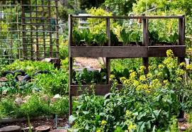 Maybe you would like to learn more about one of these? How To Grow More In Your Small Vegetable Garden