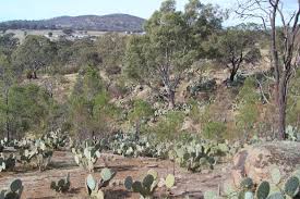 Day of the dead is a fascinating experience and while it's celebrated differently around the country, you're sure to get a better understanding of it with a the mexico city day of the dead parade 2019 will take place on november 2, 2019. Archives Tarrangower Cactus Control Group Inc