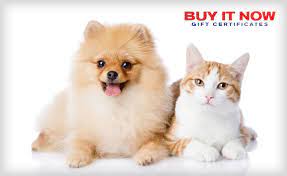 We are located in gaylord mi, within easy driving distance of atlanta, mi. 10 For 30 Towards Toys Accessories And Pet Food From Your Family Pet Centre Wagjag Com