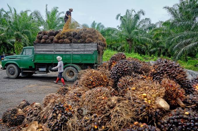Palm oil: economic and environmental impacts | Epthinktank | European Parliament