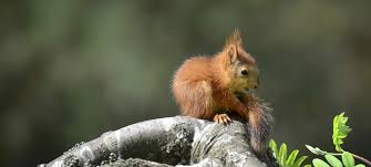 Image result for squirrel