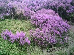 True Of Heather The Flower True Of Heather Poland Heather Flower Heather Plant Australian Plants